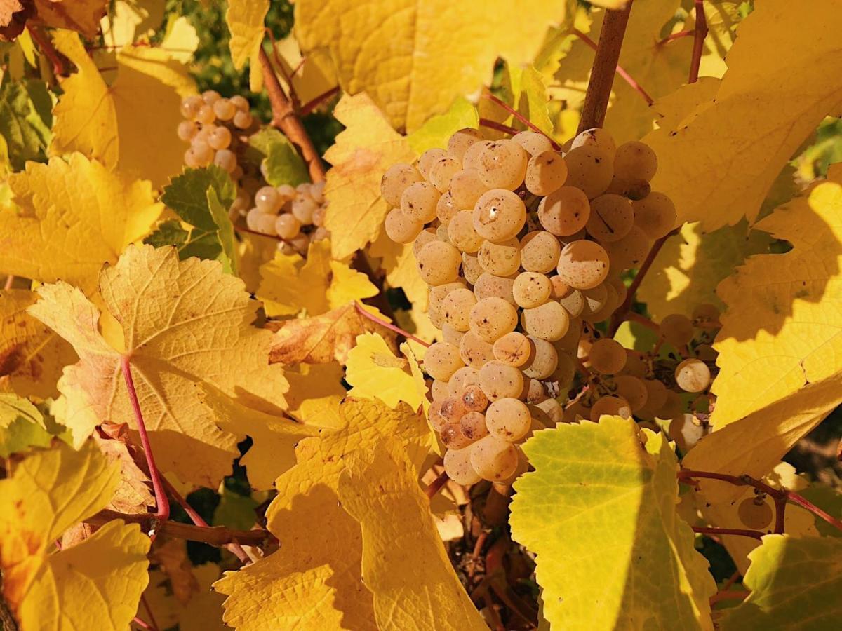 Weingut-Aparthotel Olinger Меринг Экстерьер фото
